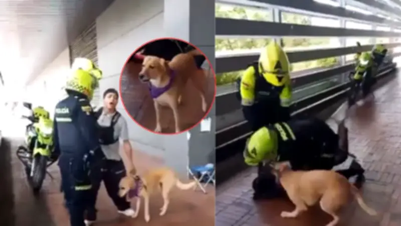 Intervención policial a músico y su perro en Bogotá genera polémica