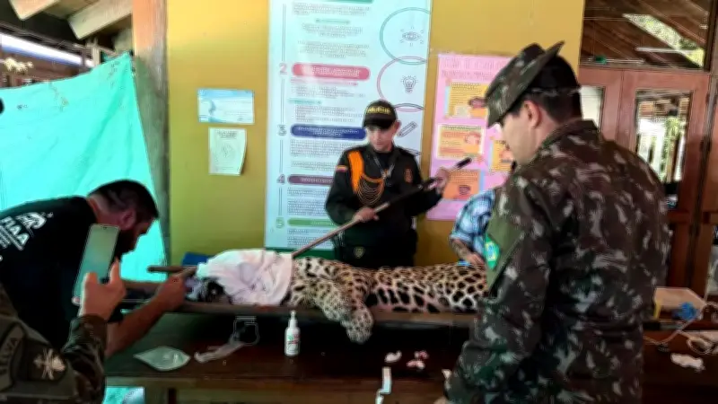 Jaguar escapa de centro de rescate en Leticia tras hallazgo en universidad