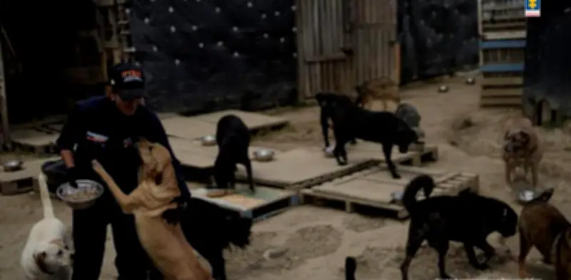 Judicializan a mujer que tenía más de 300 perros en hacinamiento y desnutrición