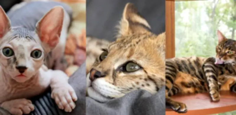 Las 6 razas de gato más exclusivas y caras del mundo en 2026