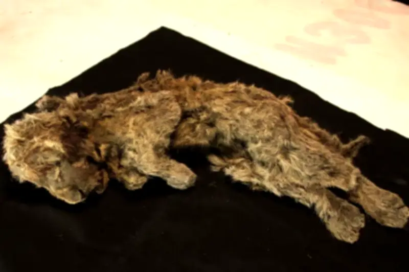León de las cavernas: no era un león africano gigante, revela su ADN