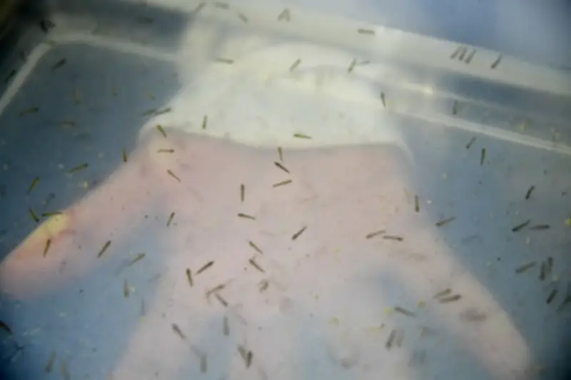 Malaria en América: casos aumentan 15,7% desde 2015, según OMS