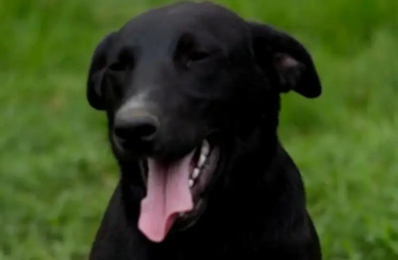 Marqués, el perro negro y grande que busca un hogar desde hace años