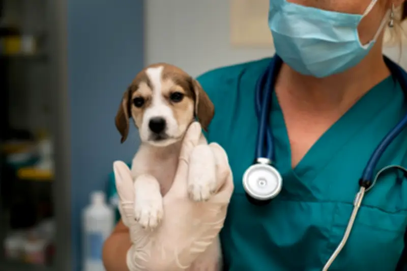 Mascotas sanas requieren chequeos veterinarios tres veces al año