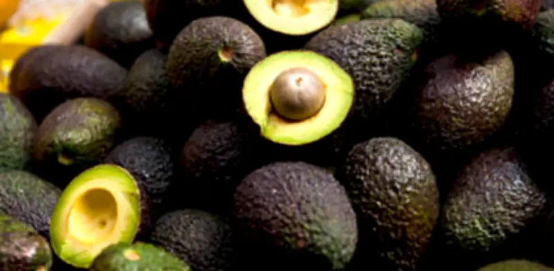 Migasa instala en Colombia la mayor planta de aceite de aguacate Hass