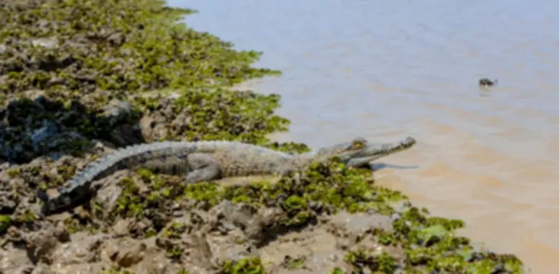MinAmbiente anuncia liberación de caimanes llaneros en julio