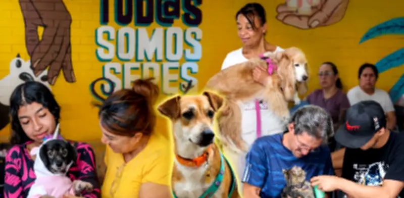 Más de 400 animales abandonados en Cali durante 2026: cruda realidad en el CBA