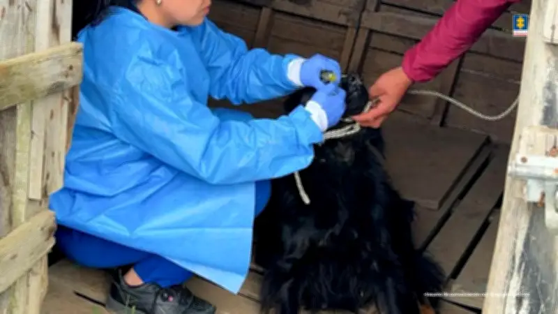 Mujer imputada por maltrato a más de 300 perros en Cundinamarca