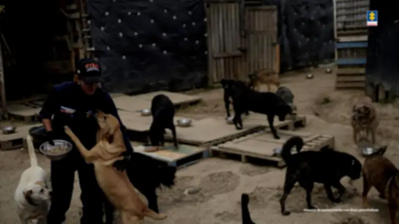 Mujer judicializada por maltrato a más de 300 perros en Cundinamarca