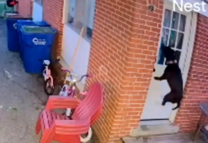 Mujer olvida a su perrita en el patio tras trabajar 7 días seguidos