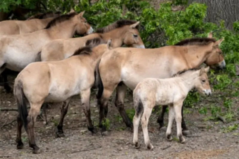 Nace potrillo de caballo de Przewalski en peligro de extinción en zoológico del Bronx
