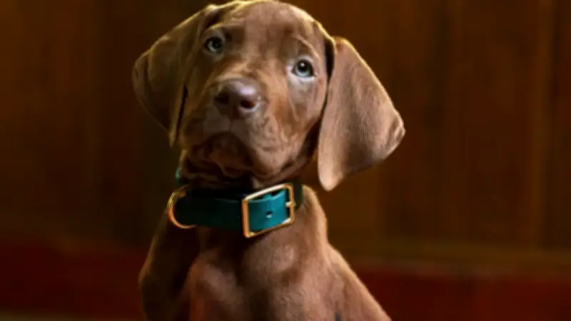 Netflix revela primer vistazo de 'Scooby-Doo: El origen' para 2027