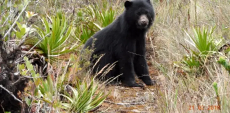 Oso andino recupera su territorio: ocupación sube al 76% en cordillera Occidental