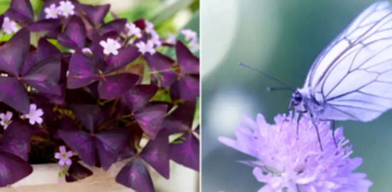 Oxalis triangularis: la planta morada que 'baila' con la luz y se pliega como una mariposa