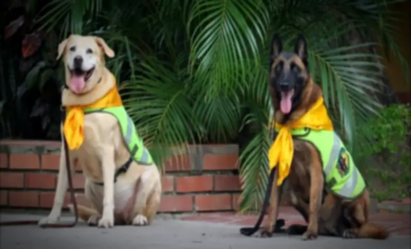 Perritas policías Nika y Estrella se jubilan y buscan hogar en Cúcuta