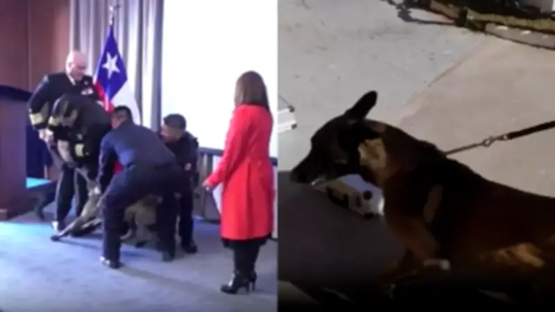 Perro antinarcóticos mordió a almirante en ceremonia naval en Chile