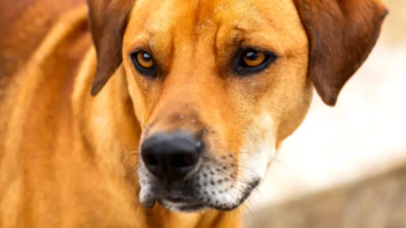 Perro caramelo: ¿por qué tres países lo reclaman como suyo?