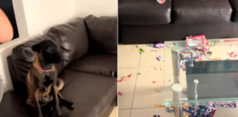 Perro destrozó álbum Panini del Mundial 2026 y se vuelve viral