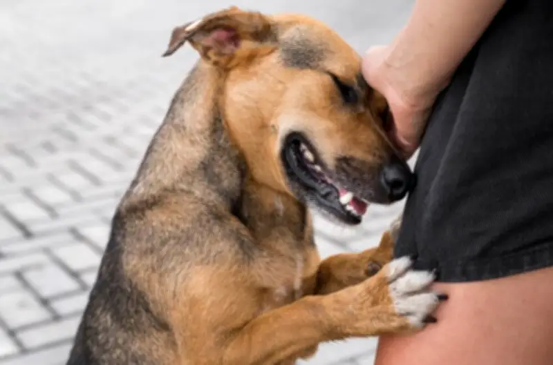 Perros caramelo: símbolo de Brasil que México reclama como suyo