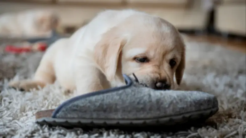 ¿Por qué su perro le lleva objetos? Expertos explican este tierno gesto