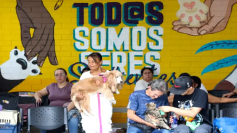 Preocupante aumento de abandono de perros y gatos en Cali durante 2026