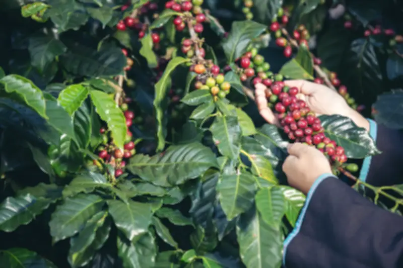 Producción de café en Colombia crece 29% en mayo de 2026