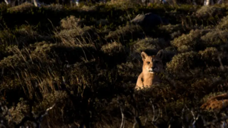 Puma concolor captado en Parque Nacional Natural Pisba, Boyacá