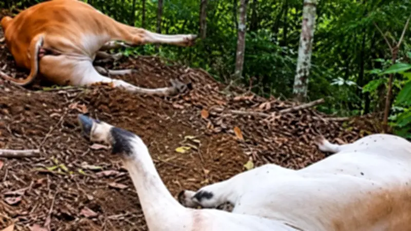 Rayo mata 25 reses en Doradal, Antioquia: pérdidas millonarias
