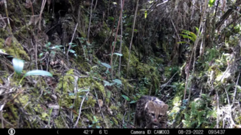 Redescubren especie de felino andino y frena proyecto eléctrico Chivor II