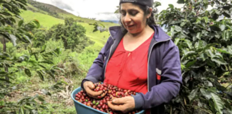 Renovación del Fondo Nacional del Café en vilo por falta de decisión política