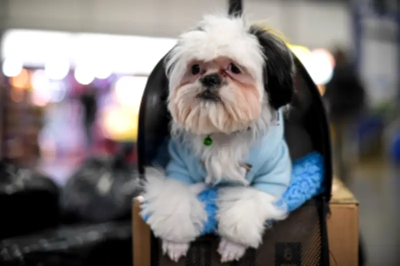 Requisitos para viajar con perros y gatos por carretera en Colombia