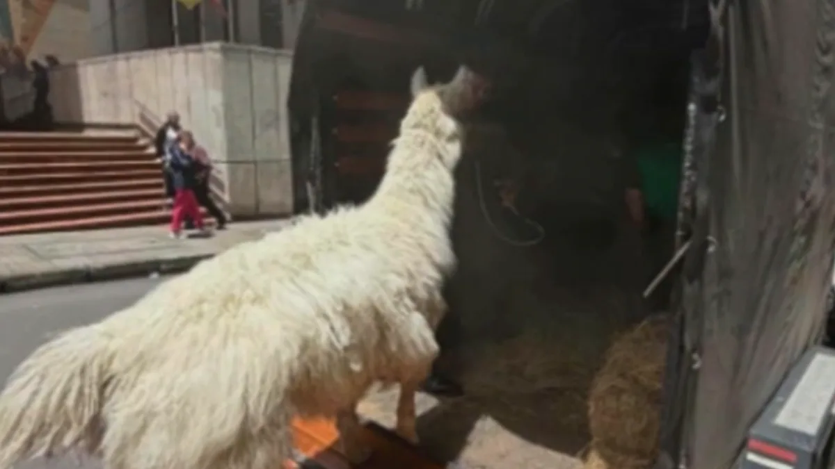 Rescatan a “Chacarito”, llama maltratada en el centro de Bogotá