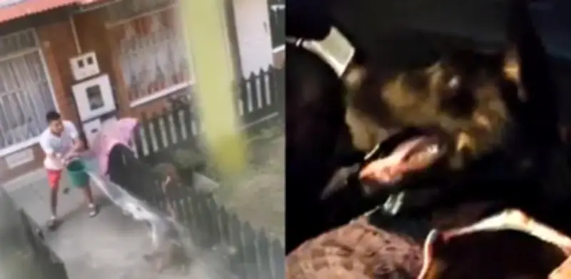 Rescatan a perrita maltratada en Bosa, Bogotá; vecinos denuncian agresiones diarias