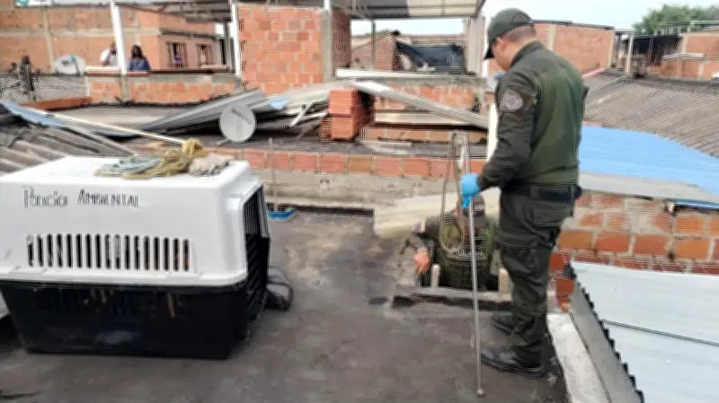 Rescatan cuatro perros y capturan a un hombre por maltrato animal en el Valle