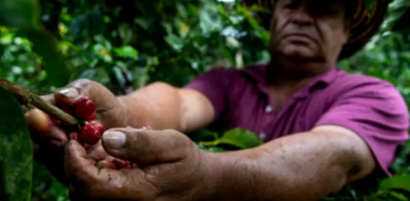 Revaluación del peso preocupa al sector cafetero: pérdidas por carga