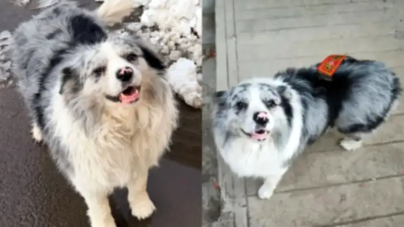 Roban perro a influencer chino y lo venden a restaurante para comida