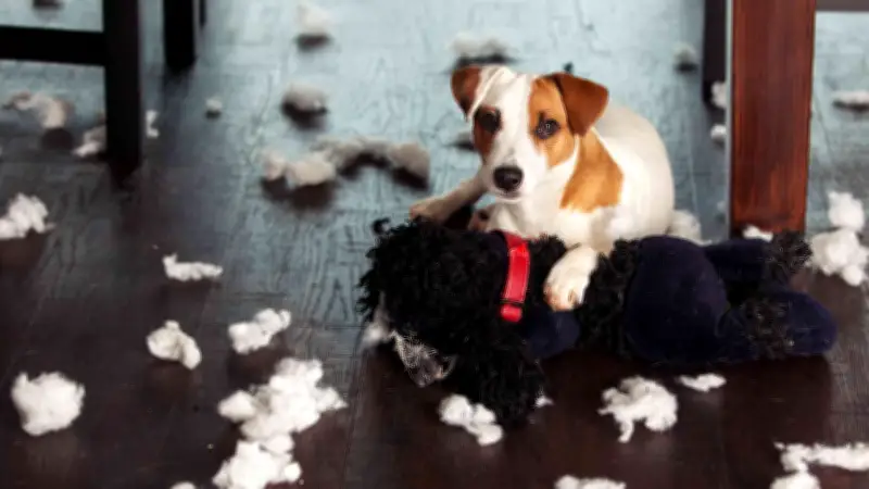 Señales de estrés en perros: no las confunda con mal comportamiento