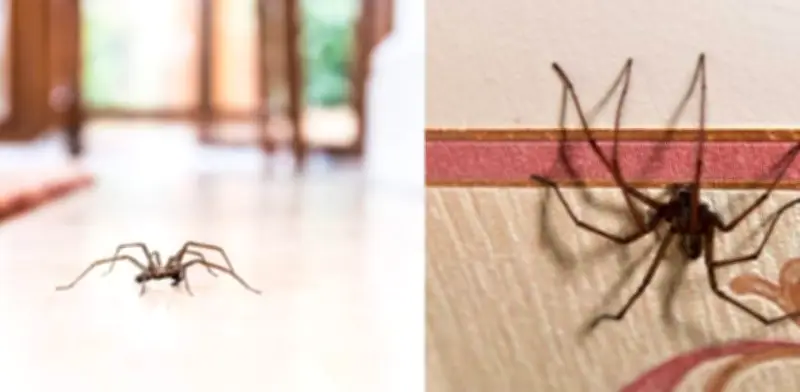 Significado de araña en rincón de casa según Feng Shui