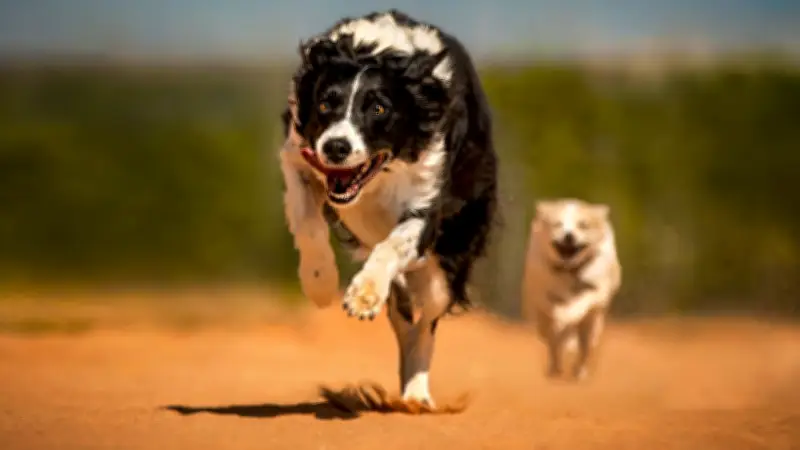 Taller gratuito de fotografía animal: aprenda a capturar su belleza y apoye la adopción