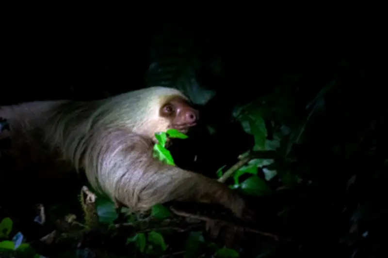 Un viaje visual por la Costa Rica salvaje: fotos y naturaleza