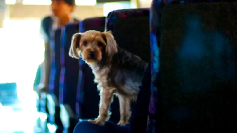 Viaje con su mascota en puentes festivos: reglas en Terminal Bogotá