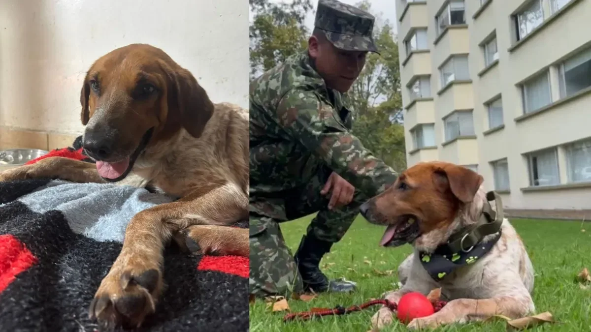 Zafira, la perra que buscó ayuda en un batallón y venció un tumor
