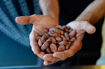 Cacao colombiano: la revolución del chocolate de especialidad que transforma el paladar