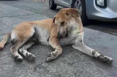 Crisis de animales abandonados en mercado de Barranquilla: piden intervención