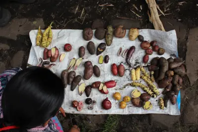Indígenas andinos tienen mayor capacidad para digerir papas, según estudio