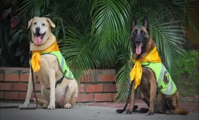 Perritas policías Nika y Estrella se jubilan y buscan hogar en Cúcuta