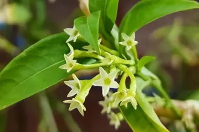 Plantas que perfuman la noche: galán, dondiego y madreselva