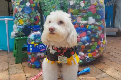 Tapatón Mundialista: tapitas para ayudar a perros rescatados en Bogotá