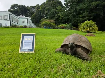 Tortuga Jonathan, de 194 años, es declarada 'Ícono' de los Récords Guinness