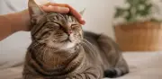 Acariciar gatos reduce el estrés y aumenta el bienestar hormonal